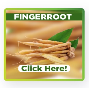 fingerroot